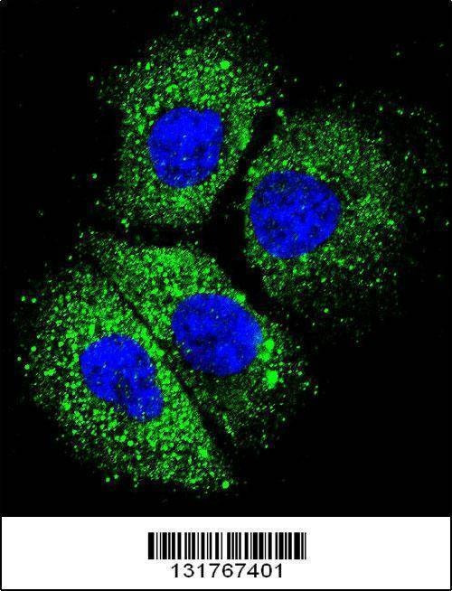 Anti-CYBA (C-term) Antibody