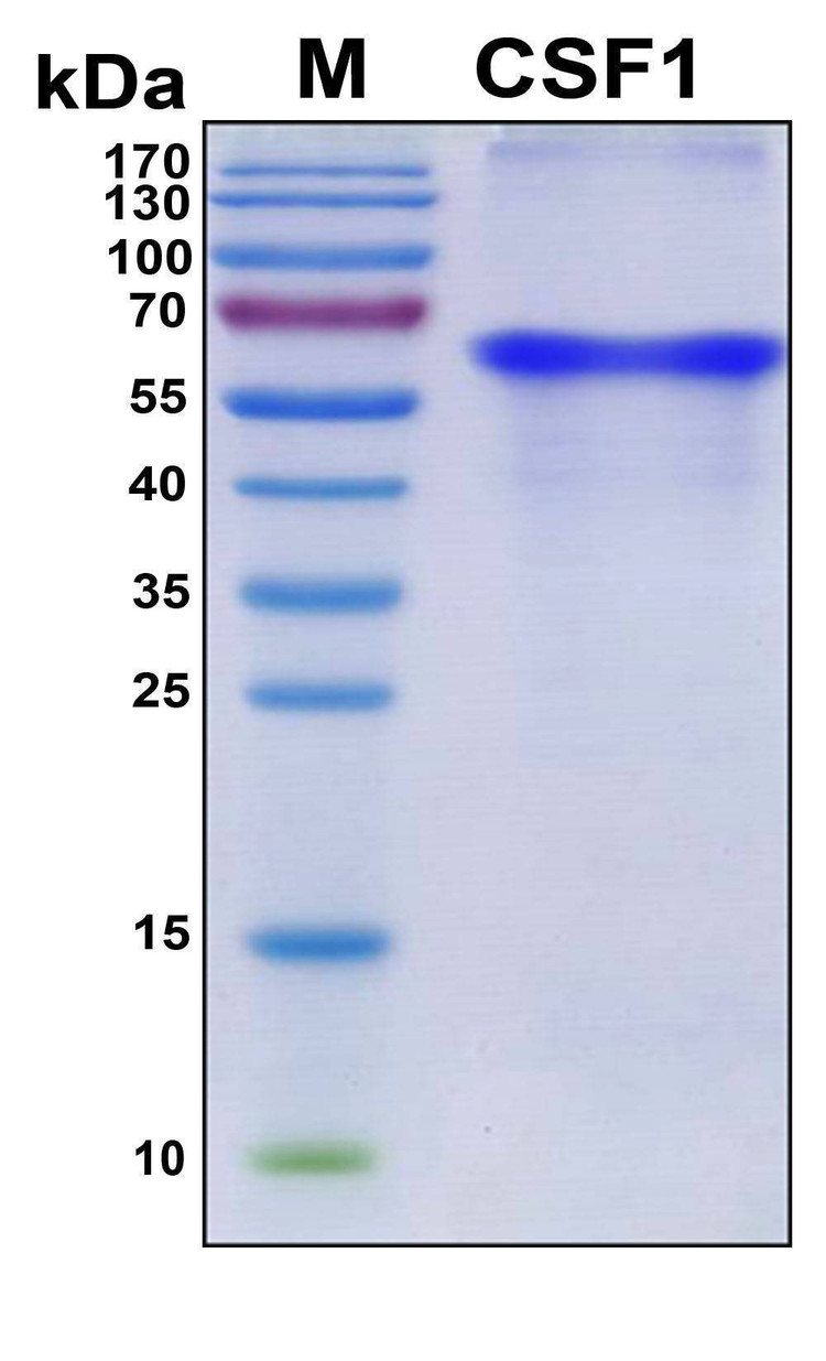 Recombinant Human CSF-1 Protein, Antigen Grade