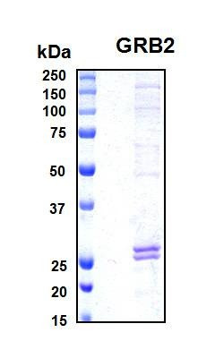 Recombinant Human Growth Factor Receptor-Bound Protein 2 (GRB2)
