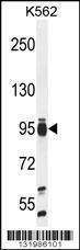 Anti-TAF4B (C-term) Antibody