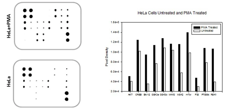 Human/Mouse MAPK Phosphorylation Array