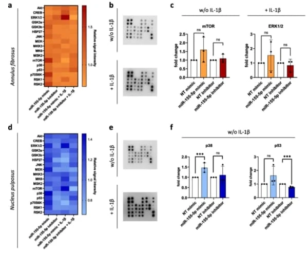 RayBiotech's MAPK Phosphorylation Antibody Array revealed that modulating miR-155-5p expression affects MAPK signaling in intervertebral disc cells under inflammatory conditions. Figure adapted from Cazzanelli et al., Cell Commun Signal, 2024.