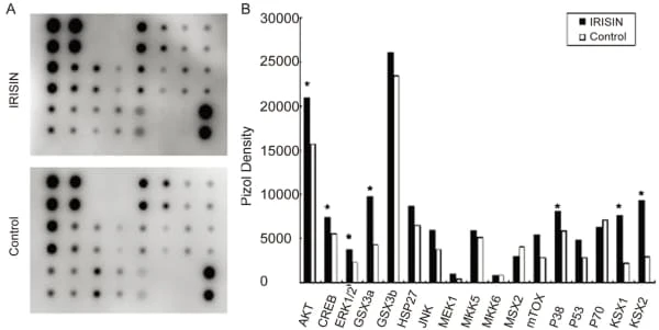 RayBiotech's MAPK Phosphorylation Antibody Array revealed irisin stimulation activated MAPK signaling in mesenchymal stem cells. Figure adapted from Xue et al., BMC Biol, 2022.
