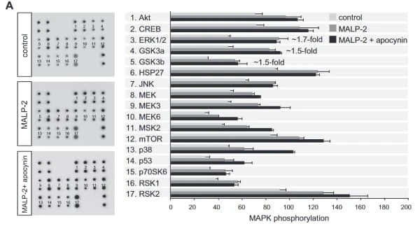 RayBiotech's MAPK Phosphorylation Antibody Array (AAH-MAPK-1) was used to assess the effects of NADPH oxidase on MALP-2-dependent signaling in endothelial cells. Figure adapted from Schuett et al., FASEB J, 2017.