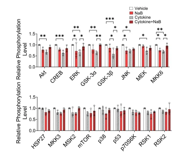 RayBiotech's MAPK Phosphorylation Antibody Array revealed cytokine-induced MAPK signaling alterations in pancreatic islets. Figure adapted from Lee et al., FASEB J, 2024.