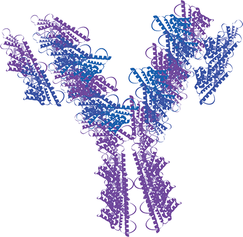 Anti-SOD1 Antibody