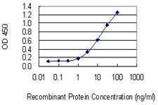 Anti-C1orf57 Antibody