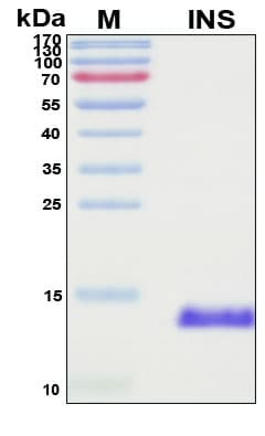 Recombinant Human Insulin Protein