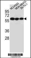 Anti-CHRNA10 (Center) Antibody