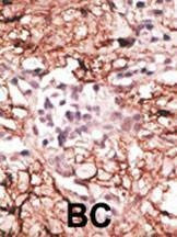 Anti-LSD1 (N-term) Antibody