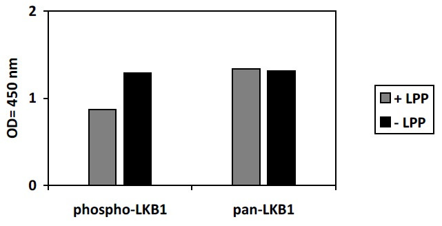 Human Phospho-LKB1 (Ser428) ELISA Kit