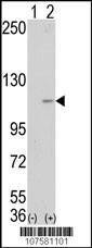 Anti-LSD1 (Center) Antibody