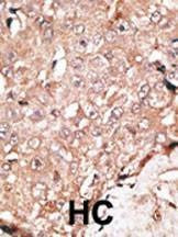 Anti-LSD1 (C-term) Antibody