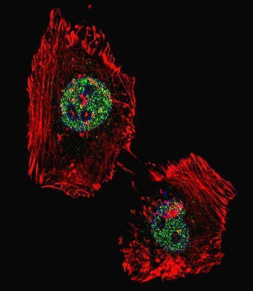 Anti-LSD1 (C-term) Antibody