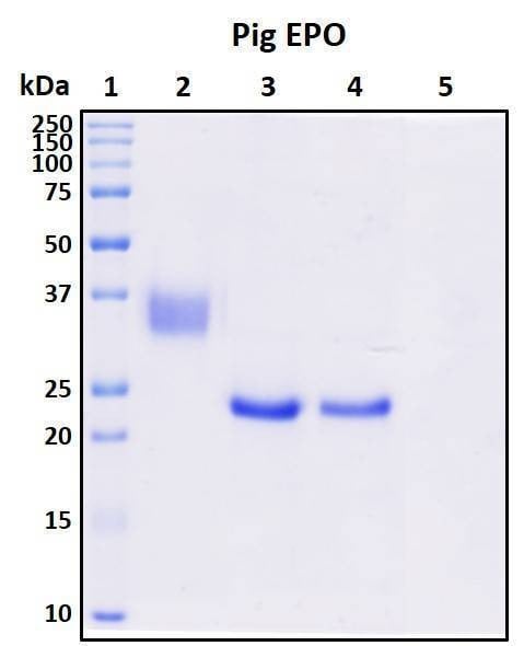 Recombinant Porcine (pig) Erythropoietin (EPO) Protein