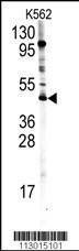Anti-PRMT8 (C-term) Antibody