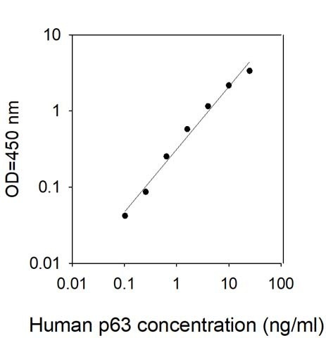 Human p63/TP73L/KET ELISA Kit