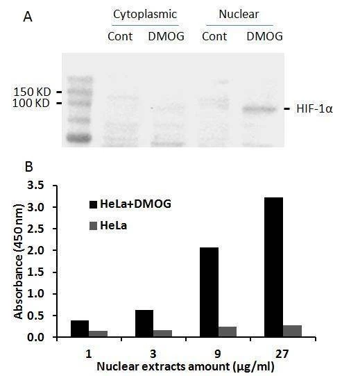 Human HIF-1alpha Activity Assay Kit