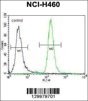 Anti-CCNYL3 (N-term) Antibody
