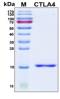 Recombinant Human CTLA4 Protein, Antigen Grade