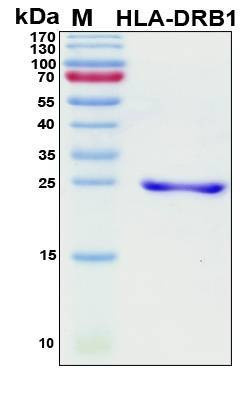Recombinant Human HLA DRB1-14 Beta Protein, Antigen Grade
