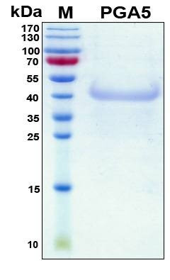Recombinant Human Pepsinogen I Protein, Antigen Grade