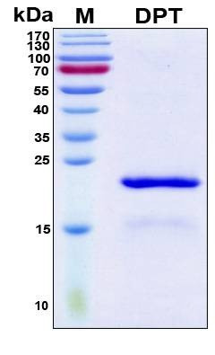 Recombinant Human Dermatopontin Protein, Antigen Grade