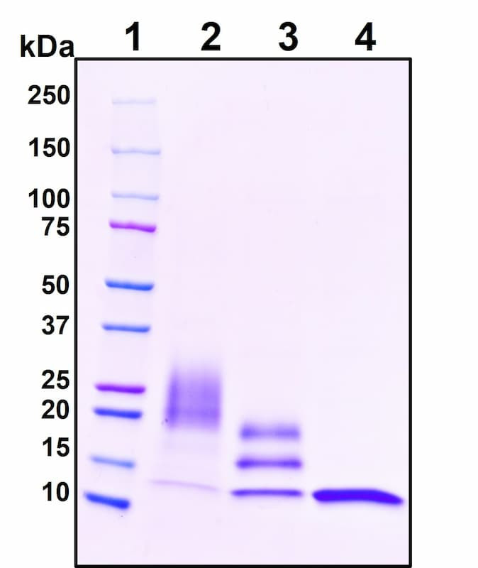Recombinant Human CTLA4 Protein, HEK293