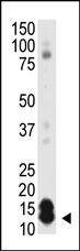 Anti-SUMO1 (N-term) Antibody