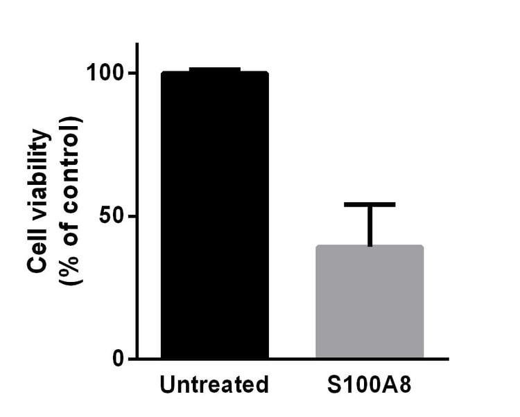 Recombinant Human S100-A8 Protein