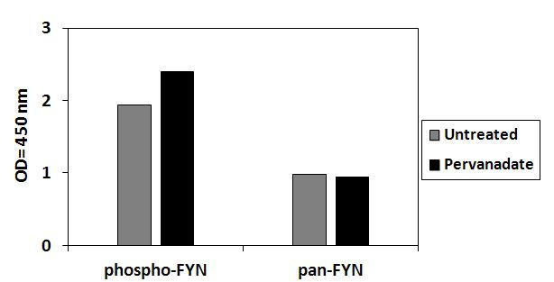Human Phospho-FYN (Y530) ELISA Kit