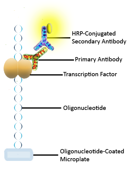 Human NRF2 Activity Assay Kit