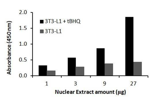 Mouse NRF2 Activity Assay Kit