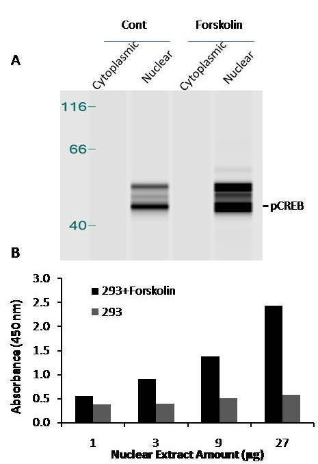 Human pCREB Activity Assay Kit