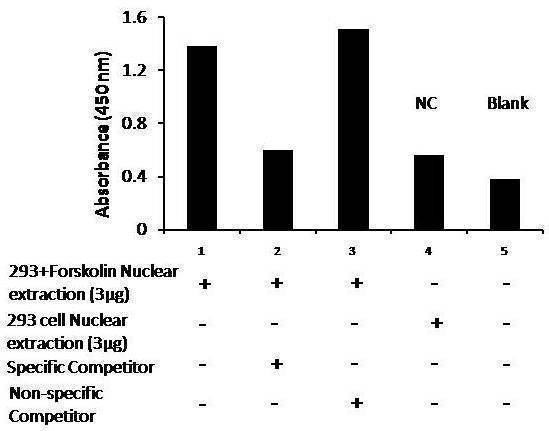 Human pCREB Activity Assay Kit