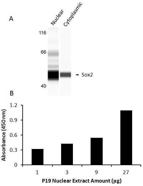 Human SOX2 Activity Assay Kit