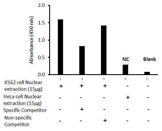 Human GATA-1 Activity Assay Kit