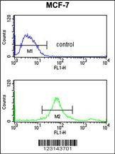 Anti-SUMO1 Antibody