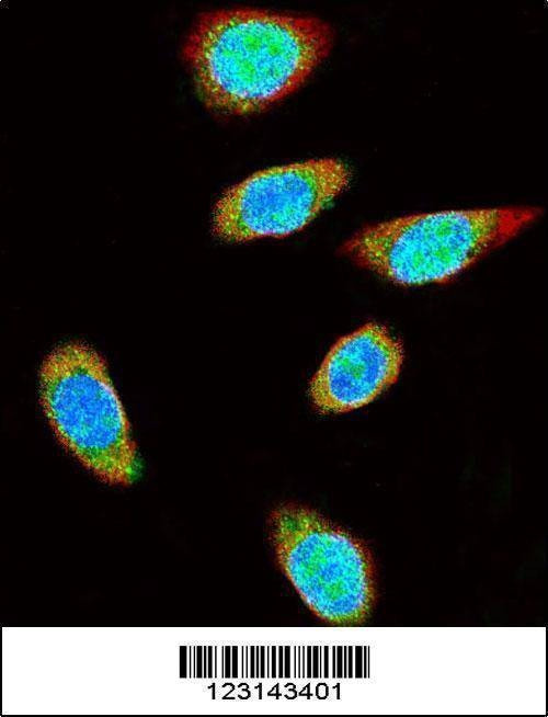 Anti-SUMO1 Antibody