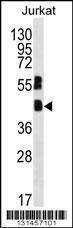 Anti-MAFB (C-term) Antibody