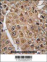 Anti-SUMO2/3 (C-term E69) Antibody