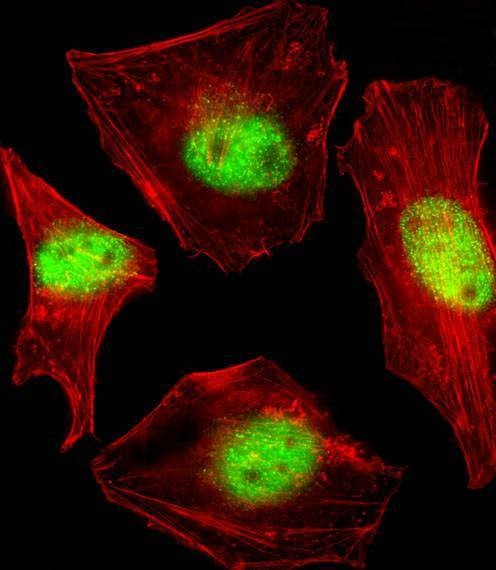 Anti-SUMO2/3 (C-term E69) Antibody