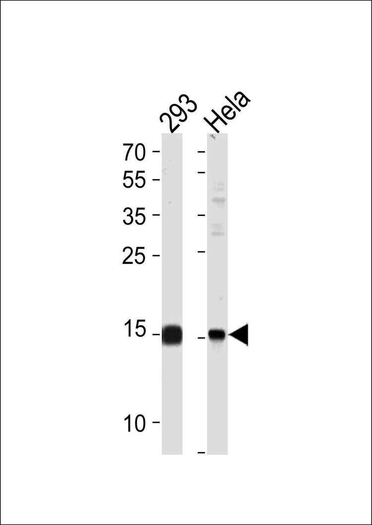 Anti-SUMO2/3 (C-term E69) Antibody