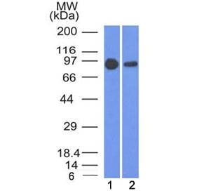Anti-Beta Catenin Antibody