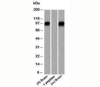 Anti-beta-Catenin Antibody