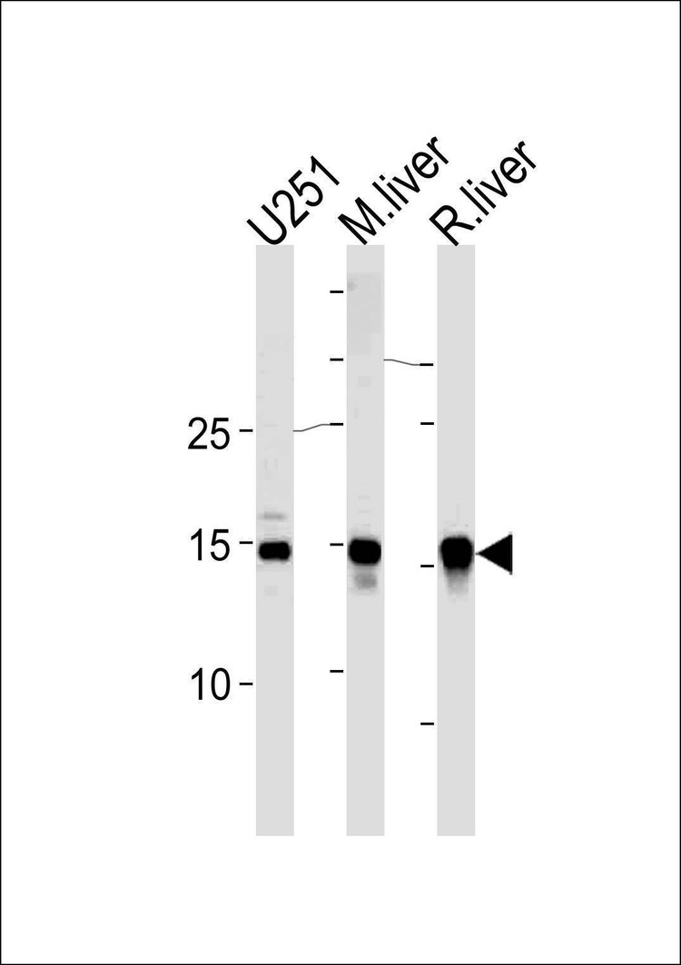 Anti-SUMO2/3 (C-term) Antibody