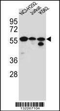 Anti-FOXN2 (N-term) Antibody