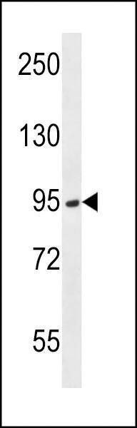 Anti-PRSS7 (C-term E979) Antibody