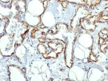 Anti-reacts with Rat CD31 Antibody
