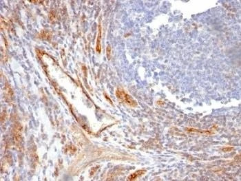 Anti-reacts with Rat CD31 Antibody